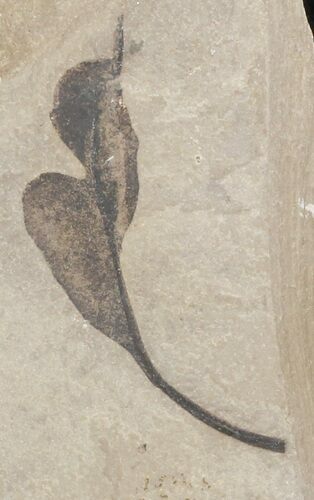 Fossil Balloon Vine Leaf - Green River Formation #45660